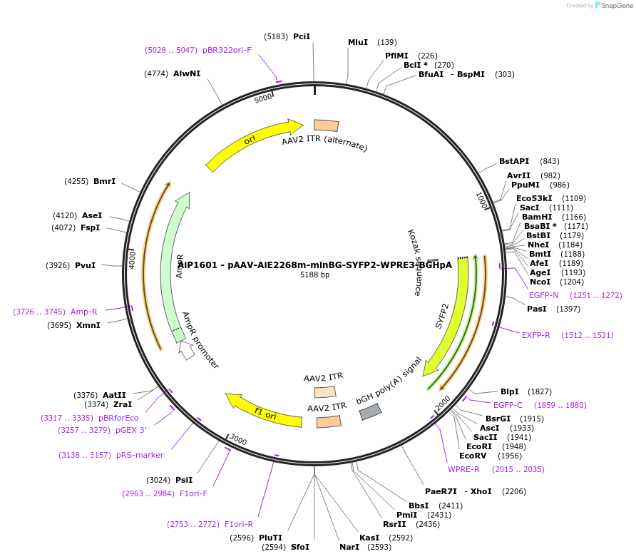 241570-plasmid-map-sequence-id-507017