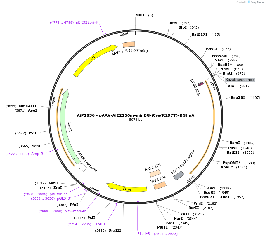 241590-plasmid-map-sequence-id-507023