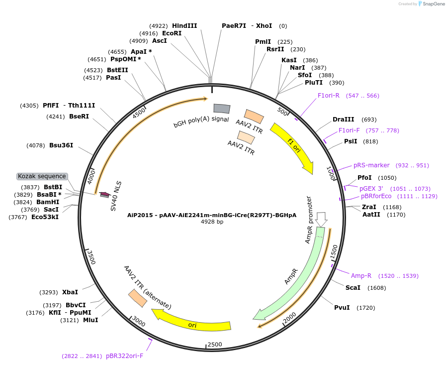241618-plasmid-map-sequence-id-507033