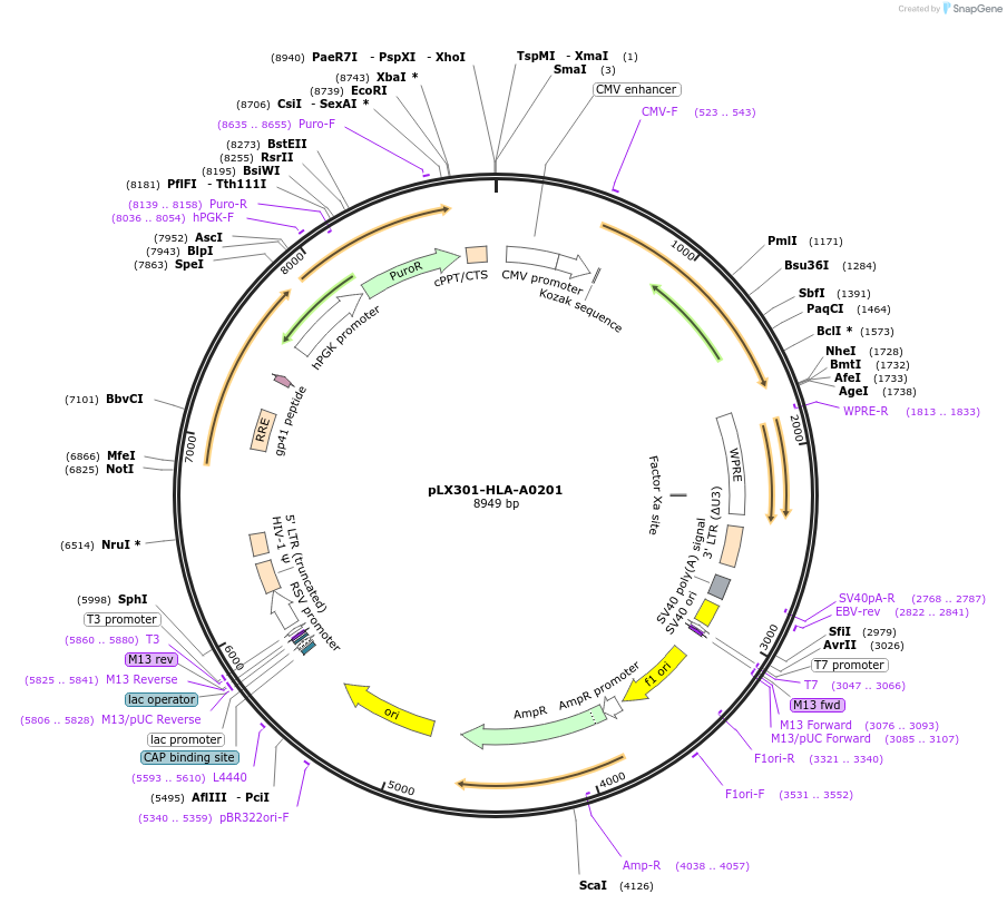 253517-plasmid-map-sequence-id-507034