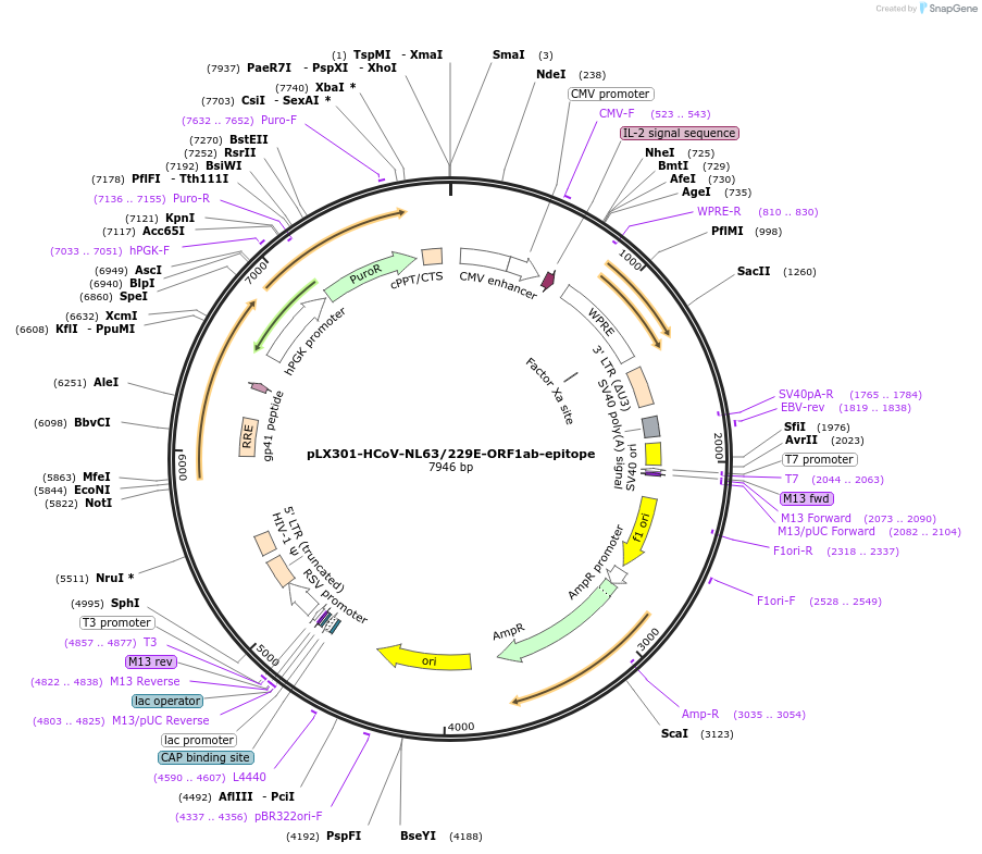 253501-plasmid-map-sequence-id-507036