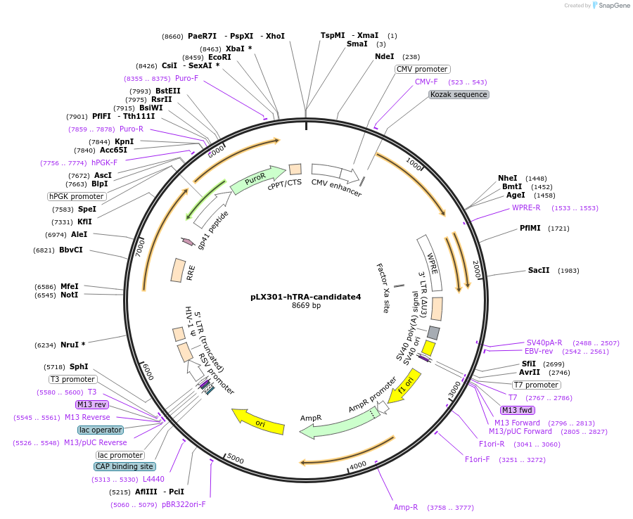 253511-plasmid-map-sequence-id-507037