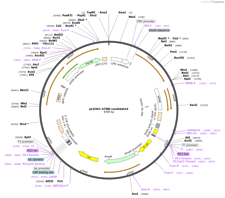 253512-plasmid-map-sequence-id-507039