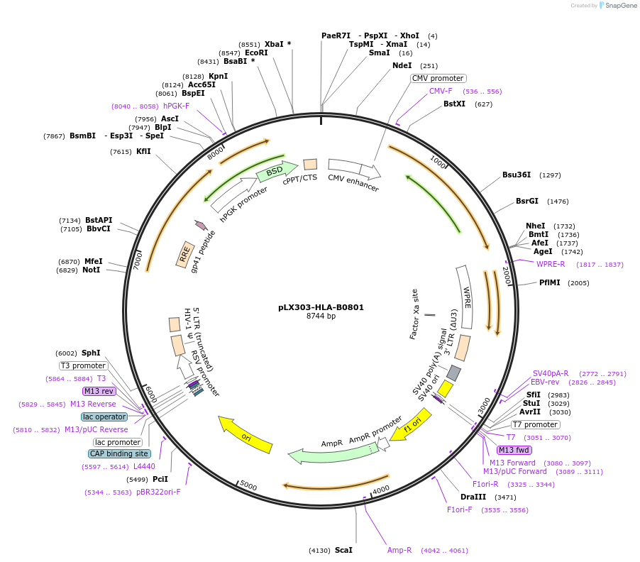 253518-plasmid-map-sequence-id-507076