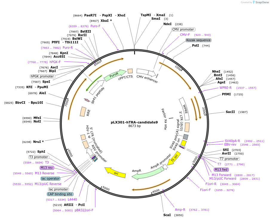 253515-plasmid-map-sequence-id-507077