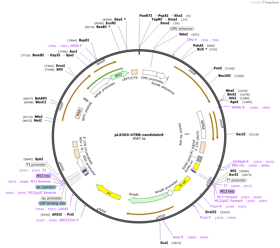 253516-plasmid-map-sequence-id-507078