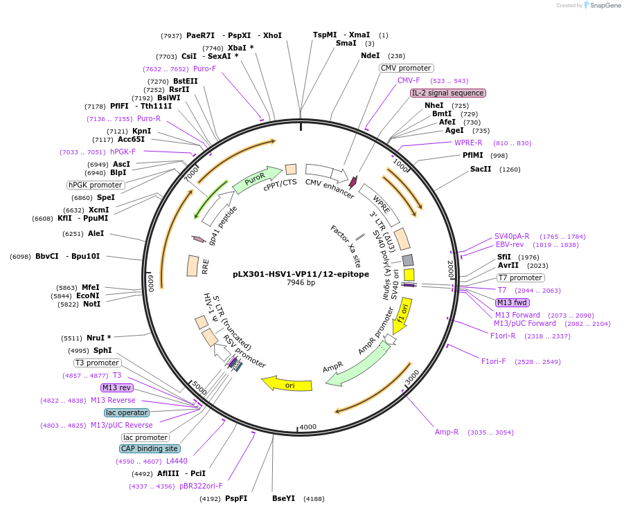 253505-plasmid-map-sequence-id-507079