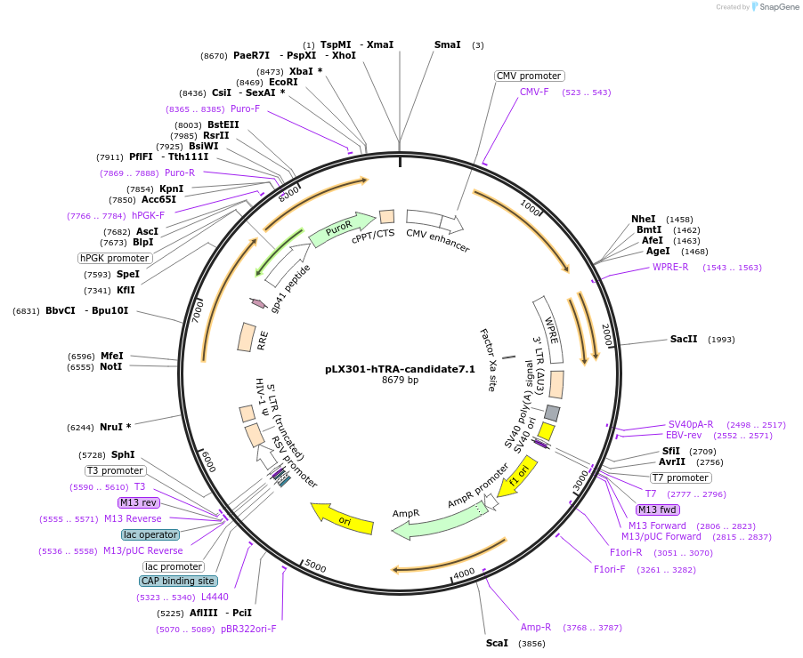 253506-plasmid-map-sequence-id-507081
