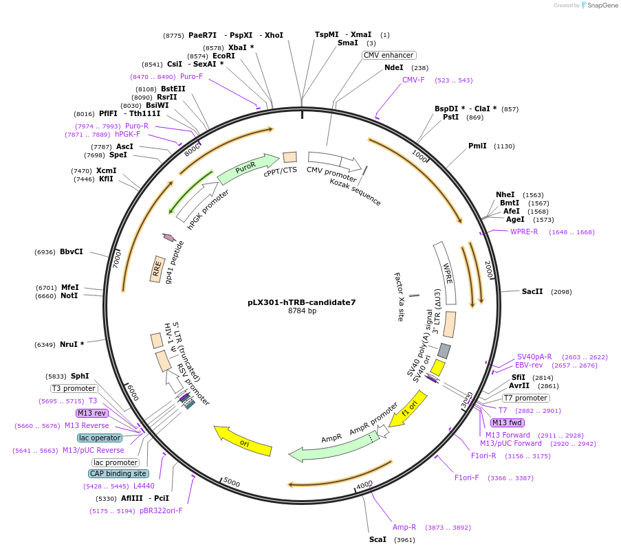 253507-plasmid-map-sequence-id-507082