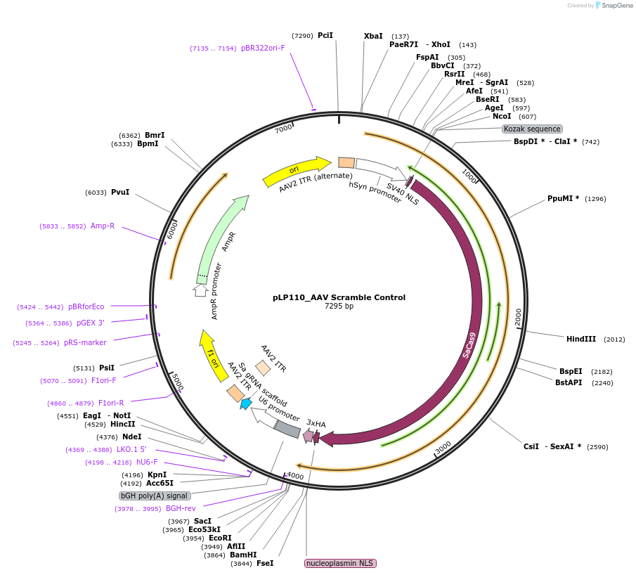 239418-plasmid-map-sequence-id-507085