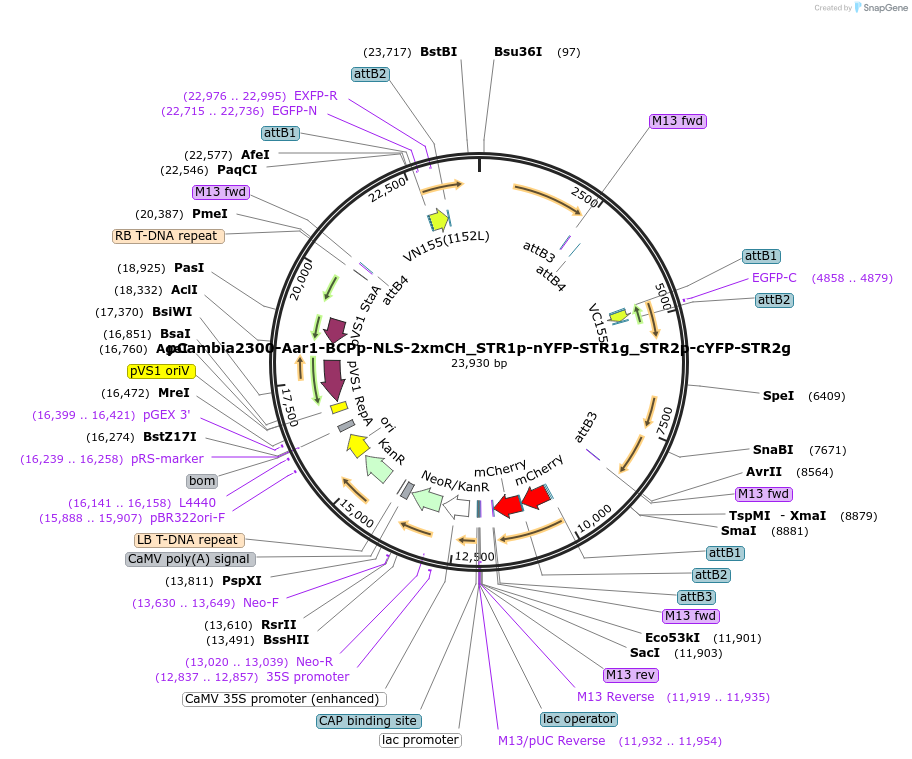 254408-plasmid-map-sequence-id-507086