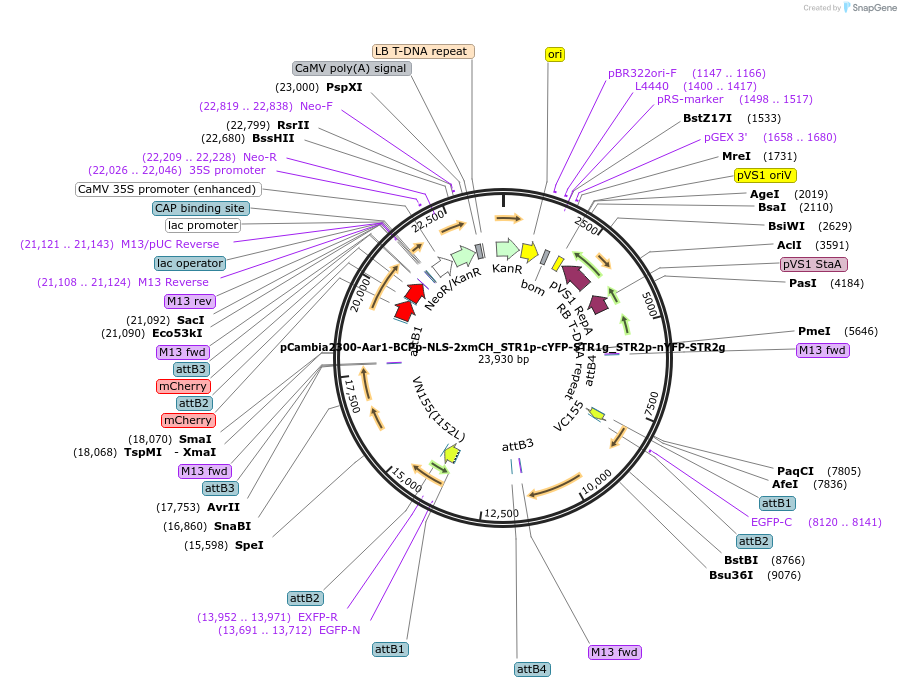 254407-plasmid-map-sequence-id-507087