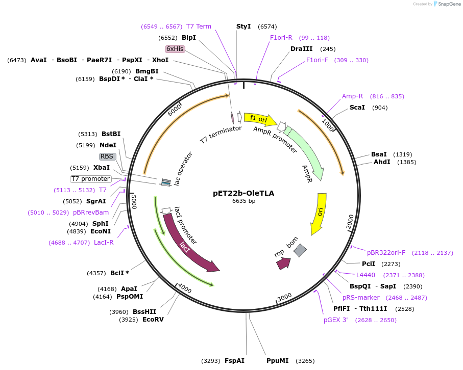 251243-plasmid-map-sequence-id-507088