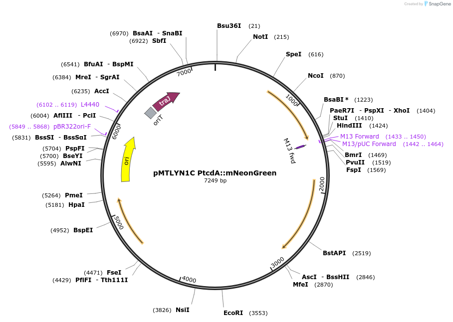 251224-plasmid-map-sequence-id-507091