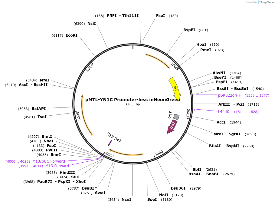 251223-plasmid-map-sequence-id-507092