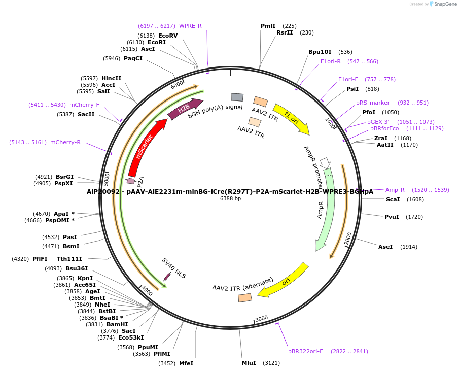 241632-plasmid-map-sequence-id-507099