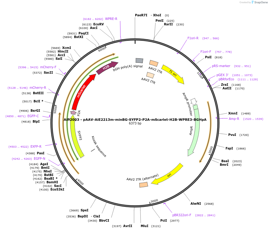 241607-plasmid-map-sequence-id-507106