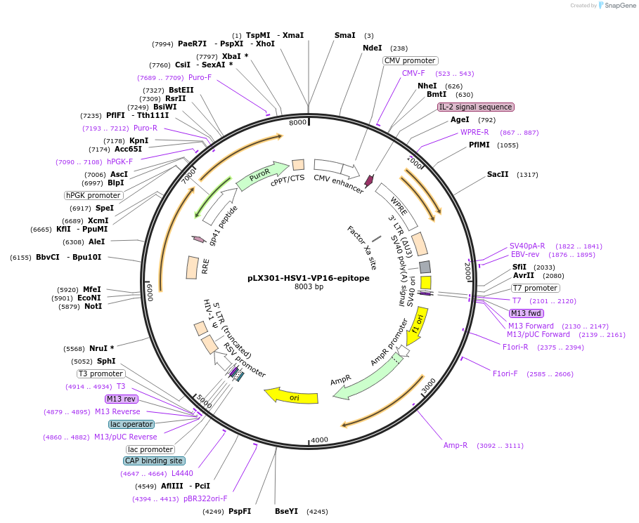 253502-plasmid-map-sequence-id-507111