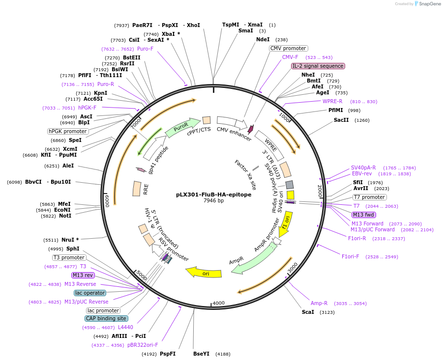 253504-plasmid-map-sequence-id-507134