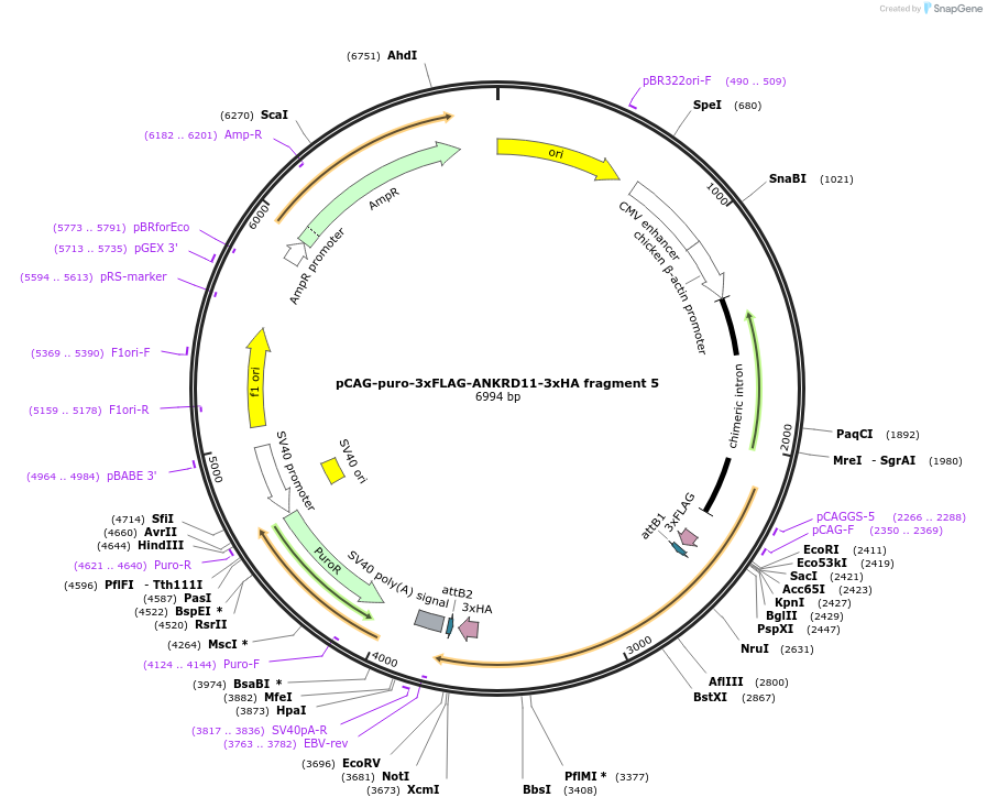 236622-plasmid-map-sequence-id-507171