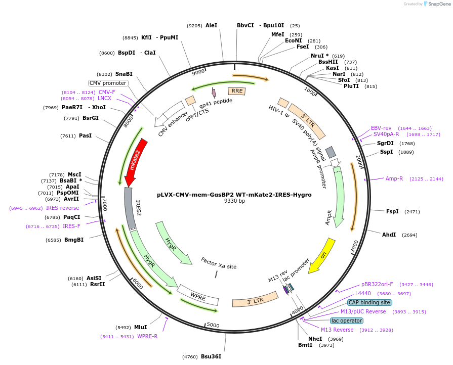 250695-plasmid-map-sequence-id-507182