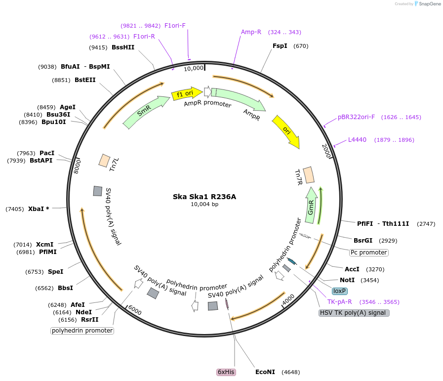 253353-plasmid-map-sequence-id-507276