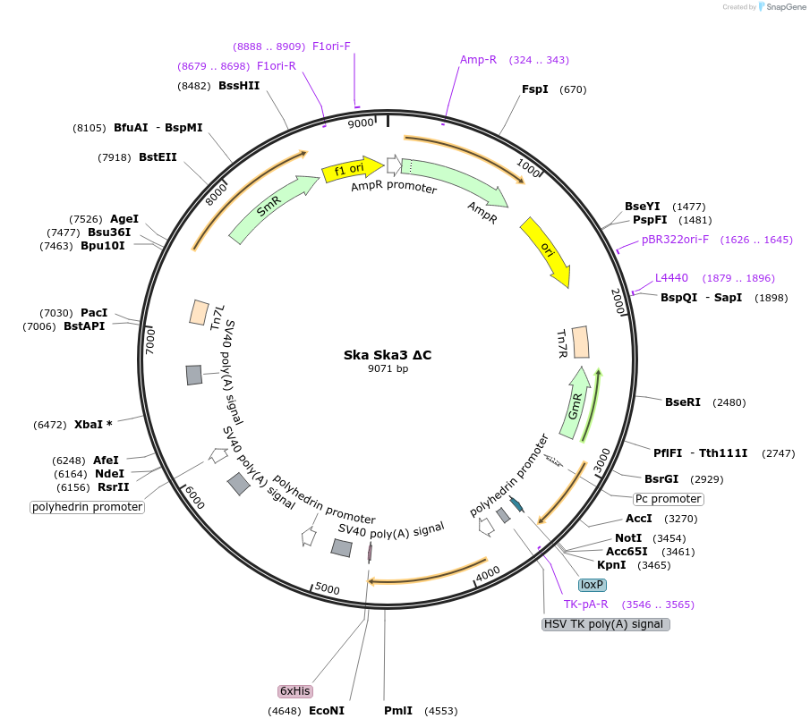 253354-plasmid-map-sequence-id-507277