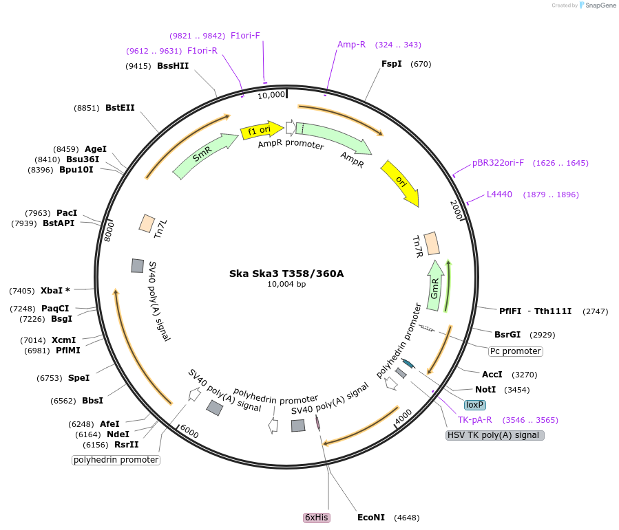 253355-plasmid-map-sequence-id-507278