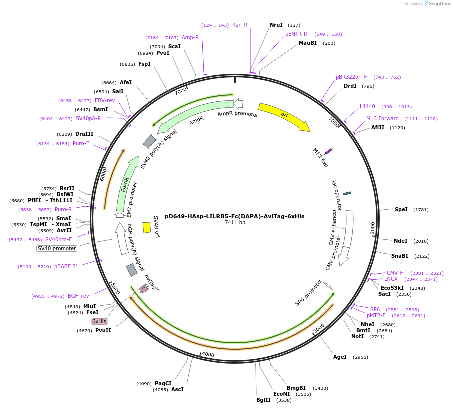 156860-plasmid-map-sequence-id-507279