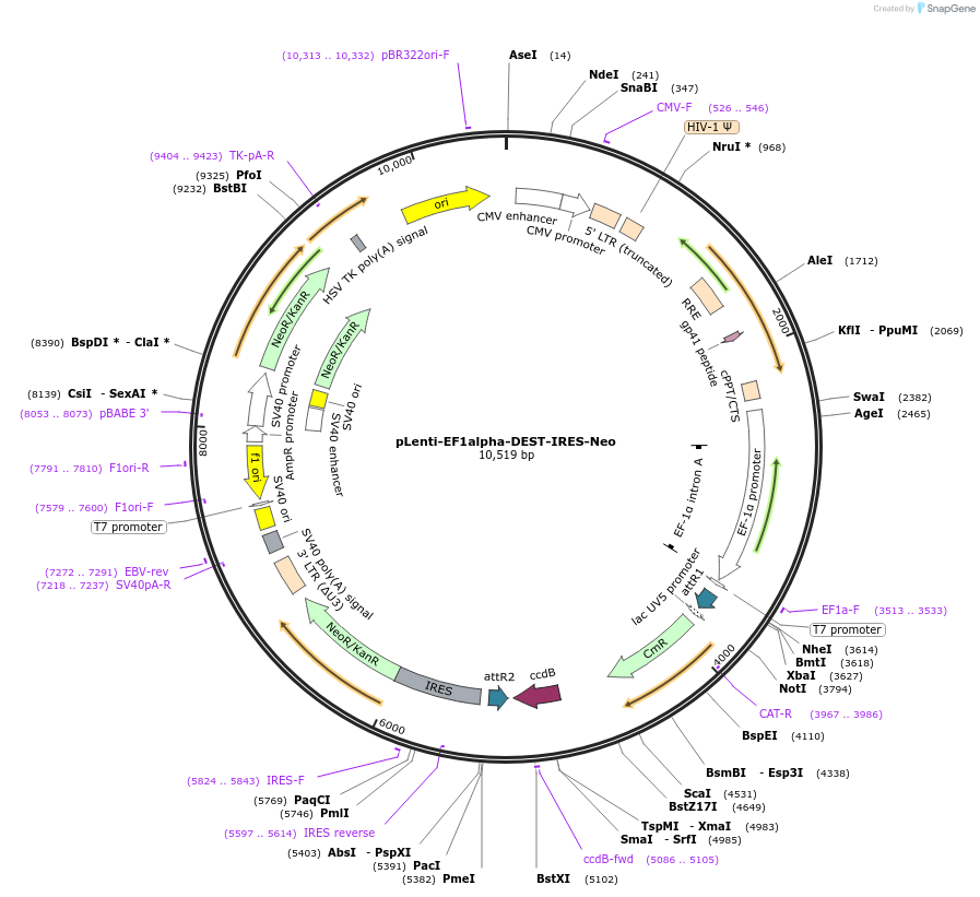253766-plasmid-map-sequence-id-507280