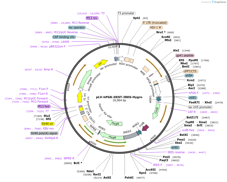 253771-plasmid-map-sequence-id-507281