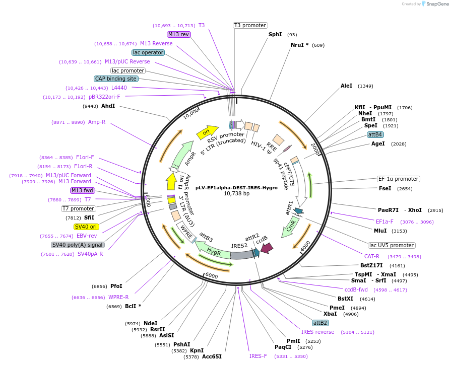 253767-plasmid-map-sequence-id-507282