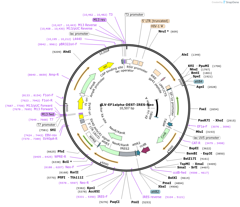 253768-plasmid-map-sequence-id-507283