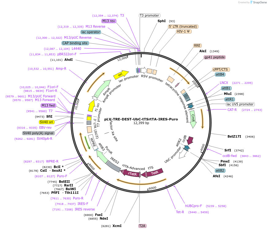 253781-plasmid-map-sequence-id-507284