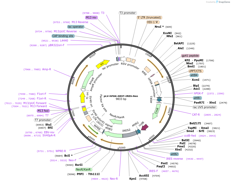 253772-plasmid-map-sequence-id-507285
