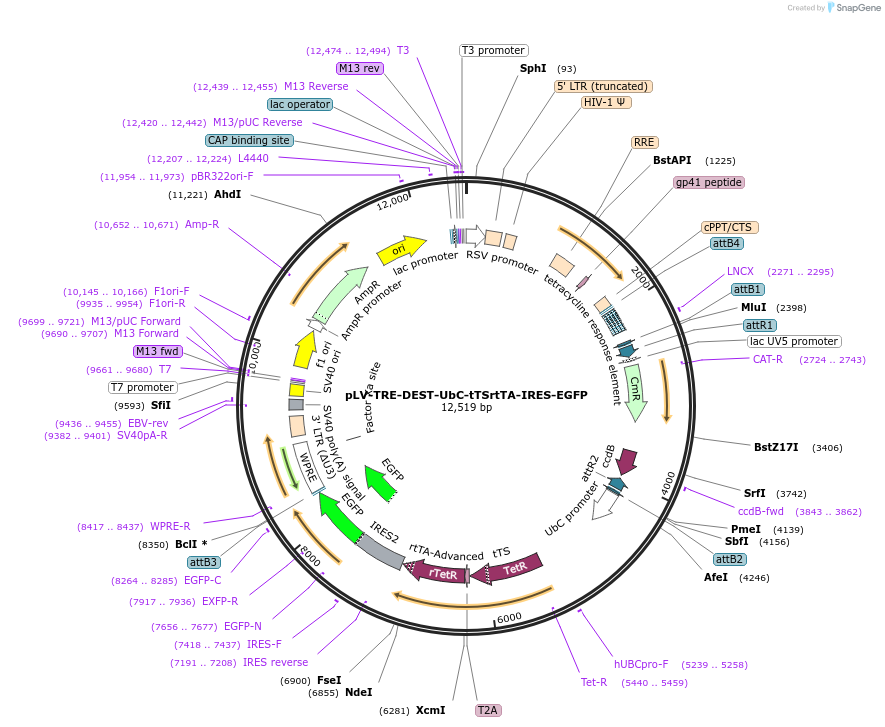 253782-plasmid-map-sequence-id-507288