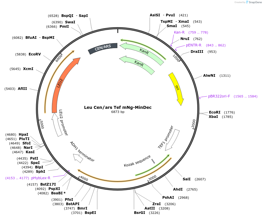 252611-plasmid-map-sequence-id-507290
