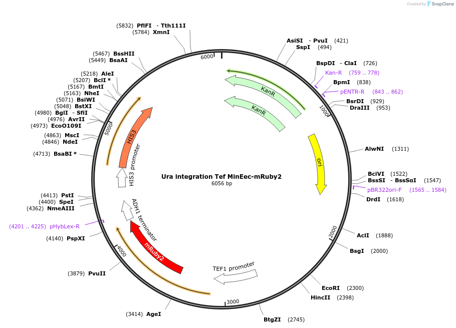 252615-plasmid-map-sequence-id-507291