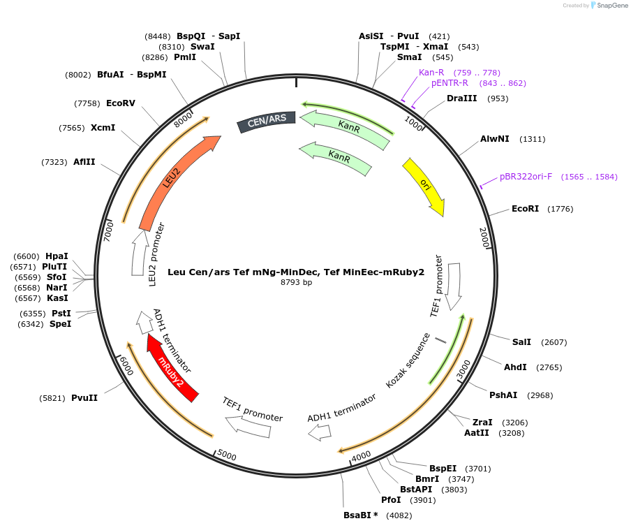 252613-plasmid-map-sequence-id-507292