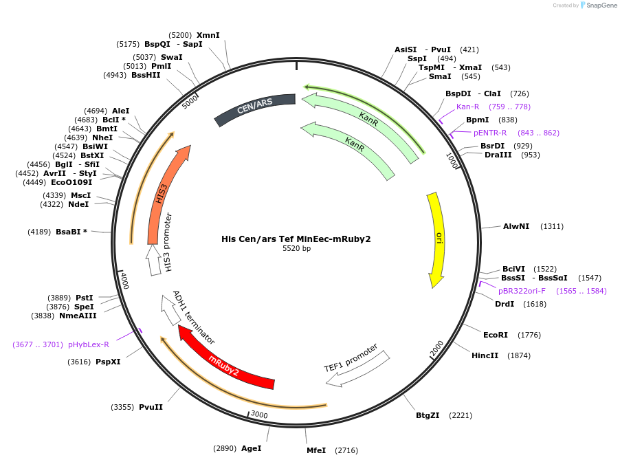 252612-plasmid-map-sequence-id-507293