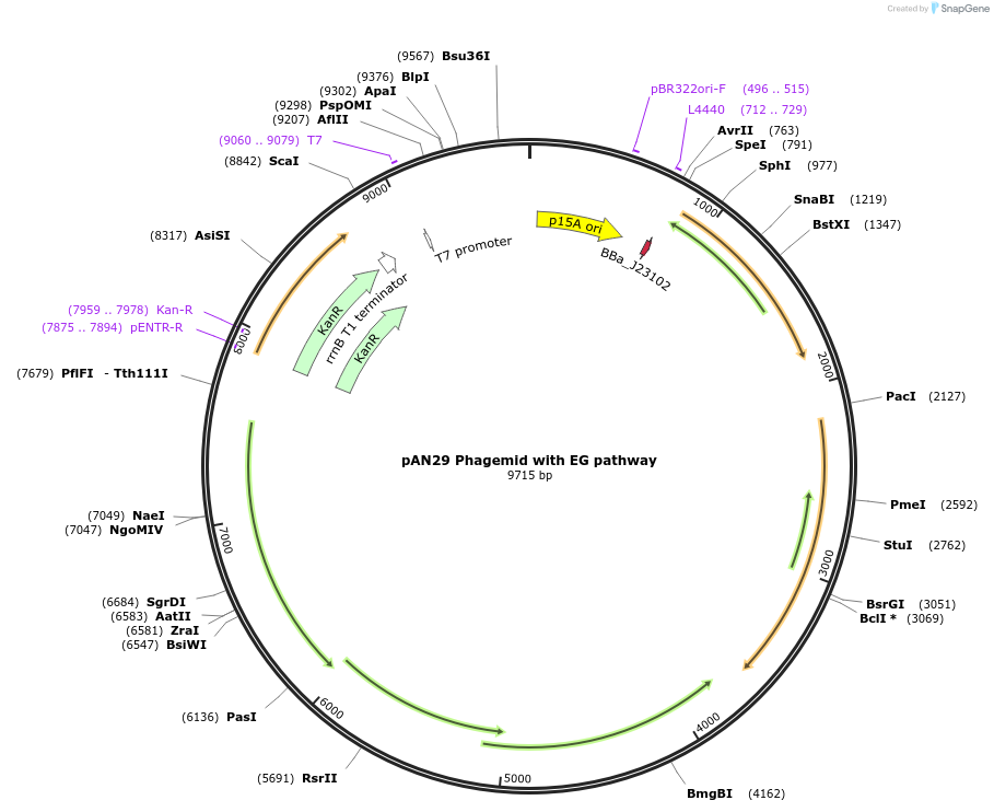 253996-plasmid-map-sequence-id-507301