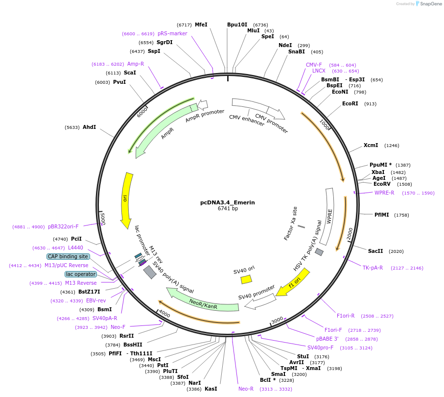 253815-plasmid-map-sequence-id-507304