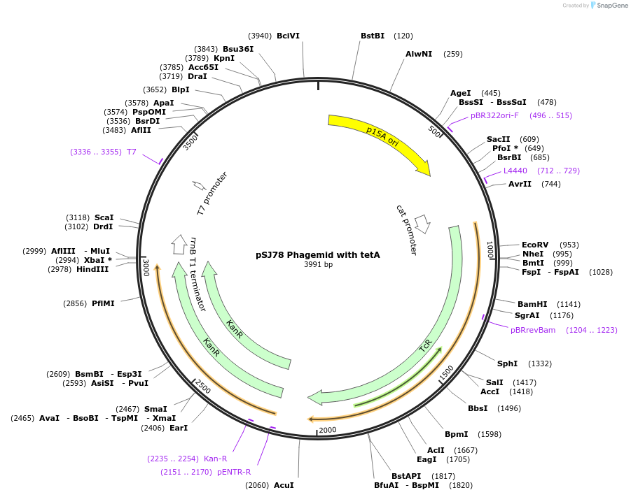 254000-plasmid-map-sequence-id-507305