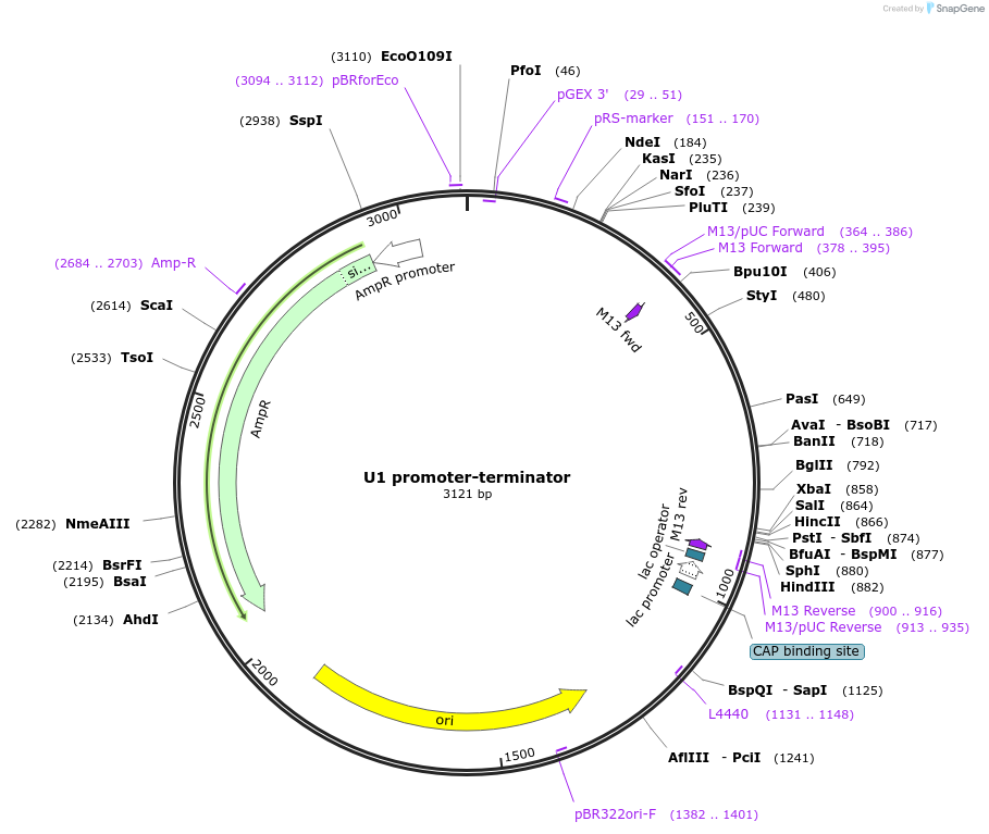 254836-plasmid-map-sequence-id-507306