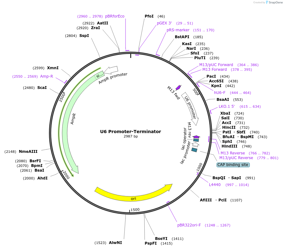 254837-plasmid-map-sequence-id-507307