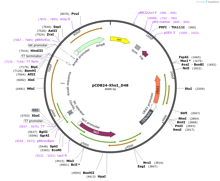 254739-plasmid-map-sequence-id-507309
