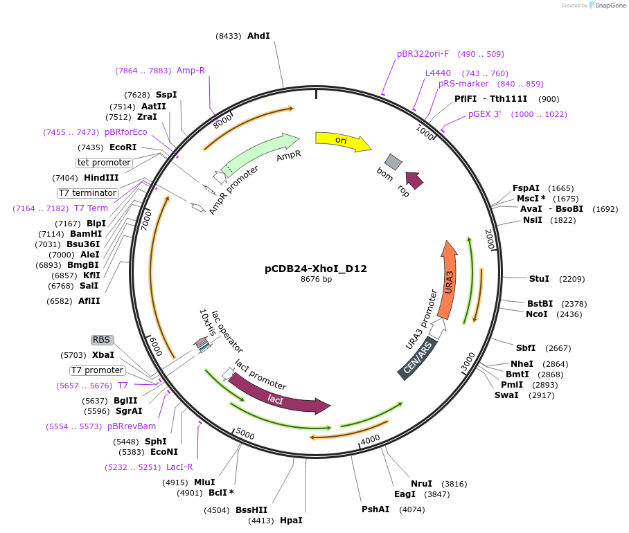 252874-plasmid-map-sequence-id-507310