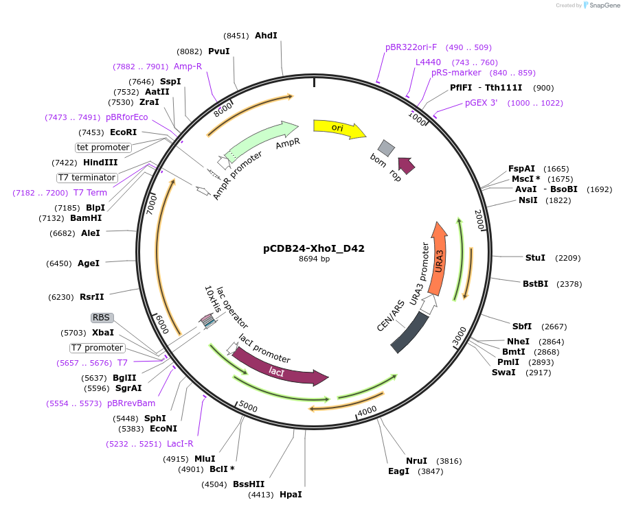254738-plasmid-map-sequence-id-507314