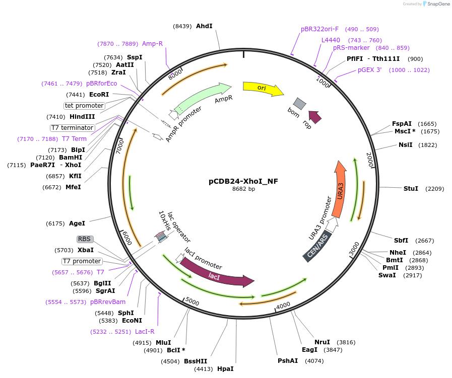 254741-plasmid-map-sequence-id-507317