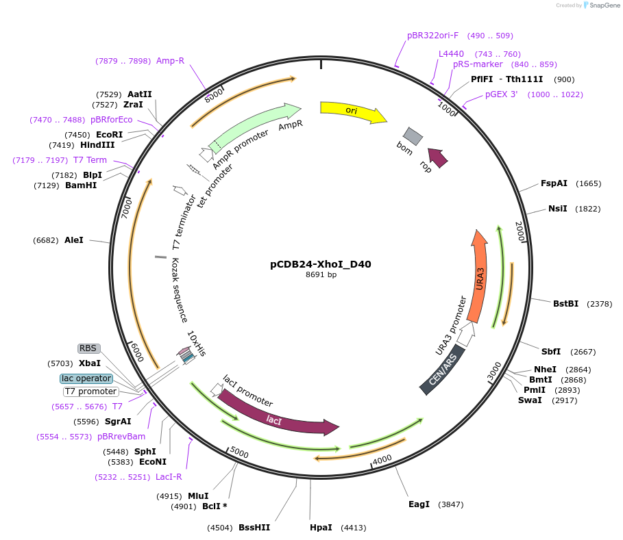 254737-plasmid-map-sequence-id-507320